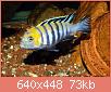         

:  Cynotilapia afra Cobue muzjak 2.jpg
:  428
:  73,0 KB