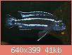         

:  Melanochromis maingano muzjak 4.jpg
:  403
:  40,5 KB