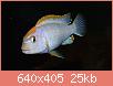         

:  Pseudotropheus red top ndumbi muzjak 3.jpg
:  412
:  25,2 KB