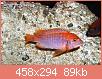         

:  iodotropheus_sprengerae_red_3-1.jpg
:  433
:  89,4 KB