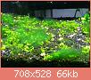         

:  algae 2.jpg
:  315
:  66,2 KB