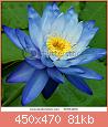         

:  stock-photo-blue-water-lily-56364250.jpg
:  995
:  81,0 KB