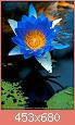         

:  Water-lily_MG_2211.jpg
:  1075
:  40,8 KB