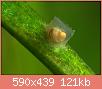         

:  Anentome_helena_eggs.jpg
:  780
:  121,5 KB