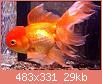         

:  Orange-Oranda.jpg
:  757
:  29,5 KB