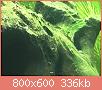         

:  algae1.jpg
:  1624
:  336,3 KB