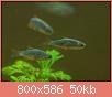         

:  galaxy rasbora.jpg
:  399
:  50,4 KB