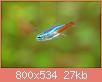         

:  neon tetra.jpg
:  372
:  27,1 KB