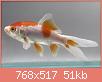         

:  goldfish comet.JPG
:  384
:  51,4 KB