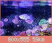         

:  saltwater-molly-reef-tank.jpg
:  324
:  59,4 KB