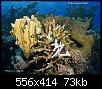         

:  Coral Bleaching.jpg
:  728
:  73,3 KB