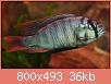         

:  haplochromisspblueobliqa.jpg
:  664
:  36,0 KB