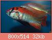         

:  haplochromisspflameback.jpg
:  686
:  32,2 KB