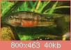         

:  harpagochromissporanger.jpg
:  683
:  40,0 KB