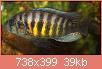         

:  lipochromiscfmelanopter.jpg
:  723
:  39,0 KB