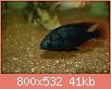         

:  lithochromisrubripinnist.jpg
:  704
:  40,9 KB