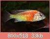        

:  ptyochromissphippopoint.jpg
:  665
:  32,6 KB