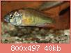        

:  ptyochromisspredrockshe.jpg
:  632
:  39,9 KB