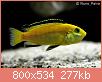         

:  Labidochromis_caeruleus_0002.jpg
:  196
:  277,3 KB
