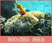        

:  Maldive_anemonefish.jpg
:  474
:  85,9 KB