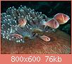         

:  pink-anemonefish-shrimp_60640_990x742.jpg
:  456
:  75,9 KB
