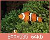         

:  papua-new-guinea-false-clown-anemonefish-and-sea-anemone-underwater-view-darryl-leniuk.jpg
:  484
:  63,6 KB