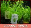         

:  Rotala_Nanjenshan_2.jpg
:  213
:  154,9 KB