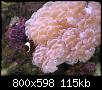         

:  coral1.JPG
:  243
:  114,6 KB