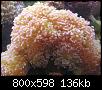         

:  coral2.JPG
:  222
:  135,9 KB