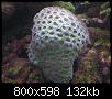         

:  coral3.JPG
:  245
:  132,0 KB