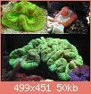         

:  Trachyphyllia_ge.jpg
:  289
:  50,2 KB