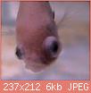         

:  pop-eye-fish-disease.jpg
:  365
:  6,4 KB