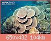         

:  Montipora-coral-Montipora-mactanensis.jpg
:  346
:  104,0 KB