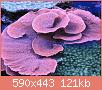         

:  montipora_coral.jpg
:  391
:  120,7 KB