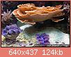         

:  montipora_capricornis05.jpg
:  456
:  124,0 KB