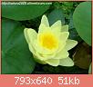         

:  Nymphaea_yellow1.jpg
:  301
:  50,6 KB