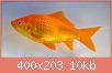         

:  commongoldfish2.jpg
:  2058
:  10,5 KB