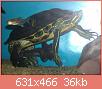         

:  male turtleIMAG2360-1.jpg
:  360
:  35,8 KB
