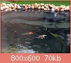         

:  pond (38).jpg
:  957
:  70,4 KB