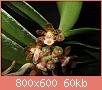         

:  Gastrochilus_sororius.jpg
:  568
:  59,8 KB