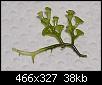         

:  plant1.jpg
:  363
:  37,9 KB
