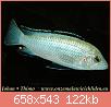        

:  Labidochromis%20caeruleus%20white%205a-0-10.jpg
:  401
:  122,2 KB
