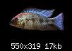         

:  Fossorochromis_rostratus_M.jpg
:  233
:  16,5 KB