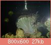         

:  bubblue bubble coral.jpg
:  292
:  27,1 KB