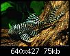         

:  L 066 Ancistrinae_gen. sp. KING-TIGER.jpg
:  210
:  75,0 KB