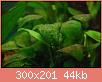         

:  brown-algae-300x201.jpg
:  178
:  44,0 KB