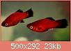         

:  Platy-Fish-500x292.jpg
:  629
:  23,0 KB