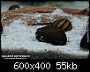         

:  Neritina zebra_a.jpg
:  236
:  54,9 KB