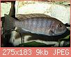        

:  images fish.jpg
:  392
:  9,4 KB
