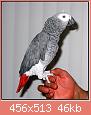         

:  congo-african-grey.jpg
:  409
:  45,8 KB